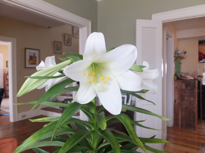 Who doesn't love Easter Lillies?